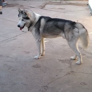 Meet your Posher, Ortegaomar